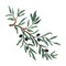 Olive Tree Branch Wall Stencil | 3031 by Designer Stencils | Reusable Art Craft Stencils for Painting |